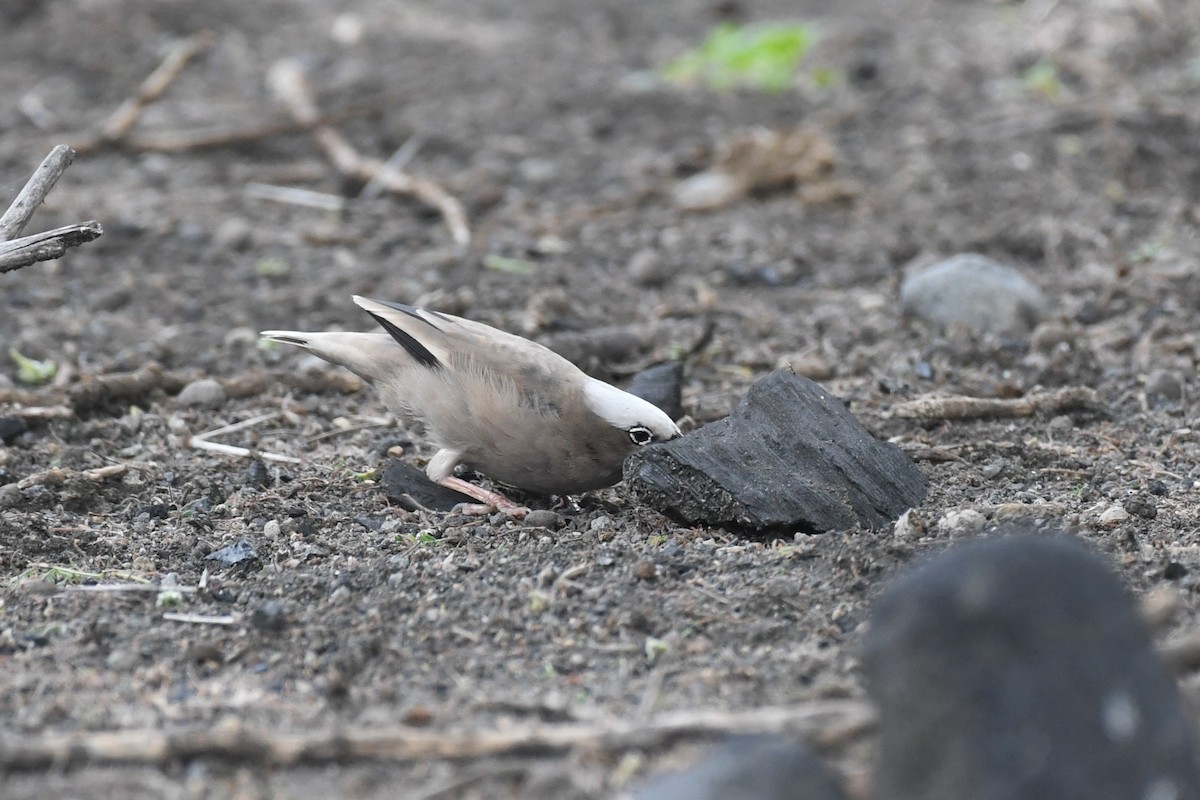 Gray-capped Social-Weaver - ML633711539