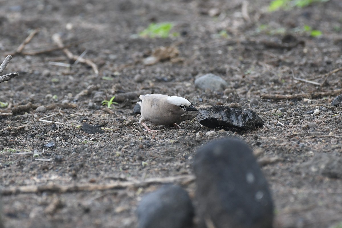 Gray-capped Social-Weaver - ML633711549