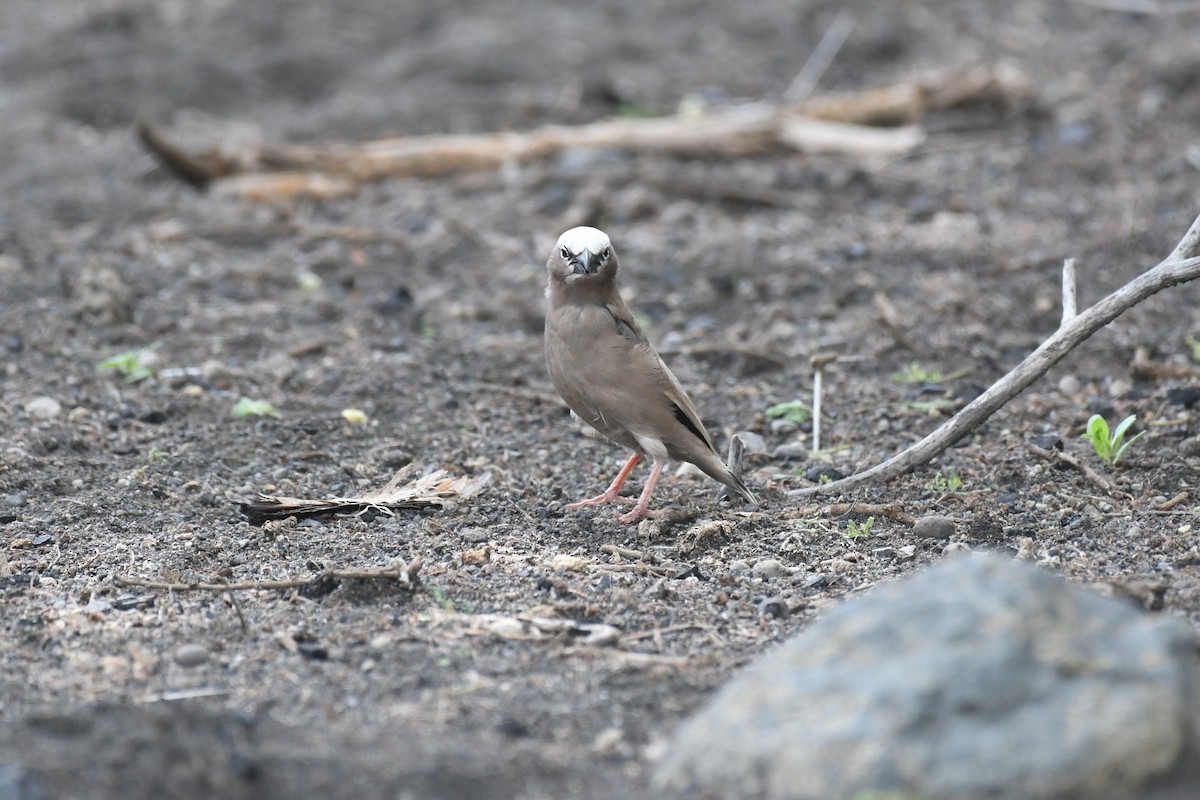Gray-capped Social-Weaver - ML633711550