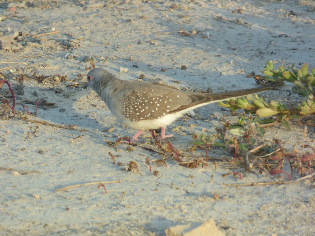 Diamond Dove - Matt Hinze