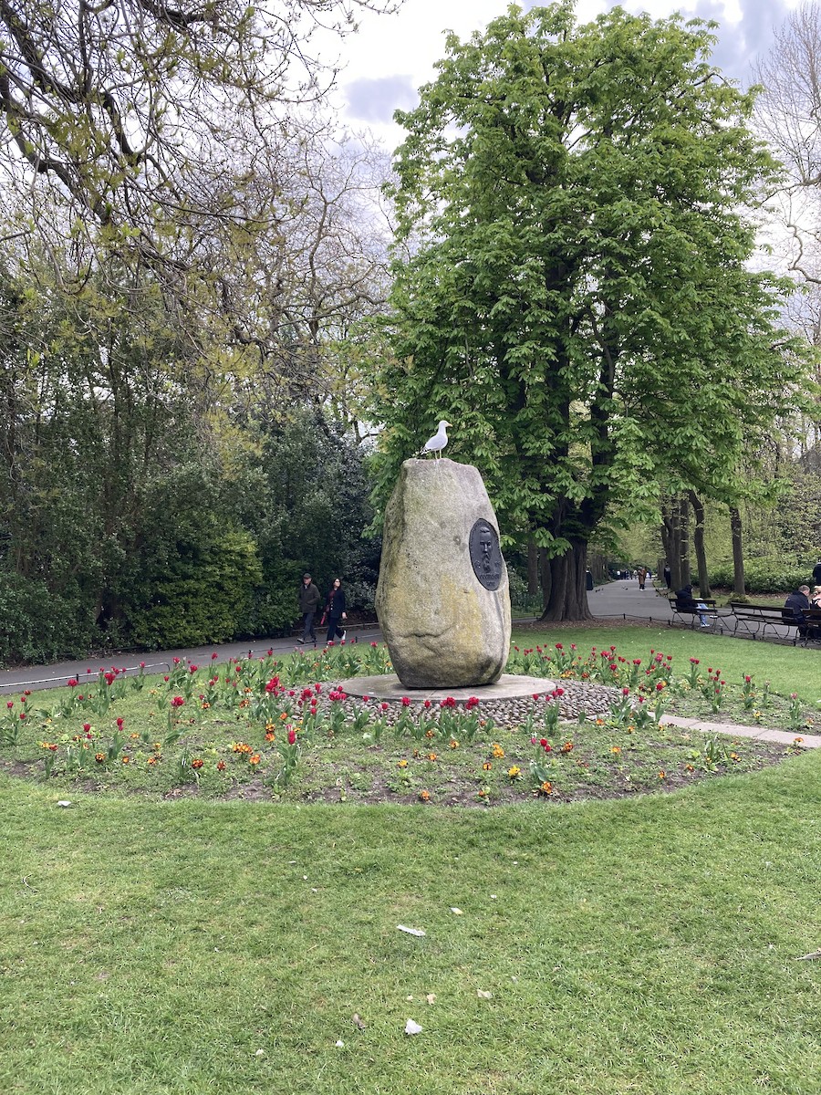 European Herring Gull - ML633711697