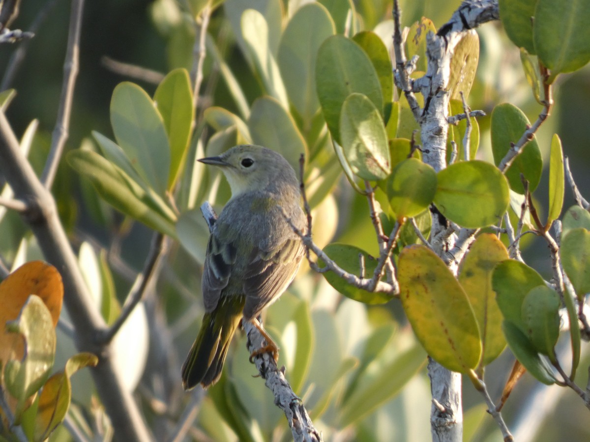 Yellow Warbler - ML633711807