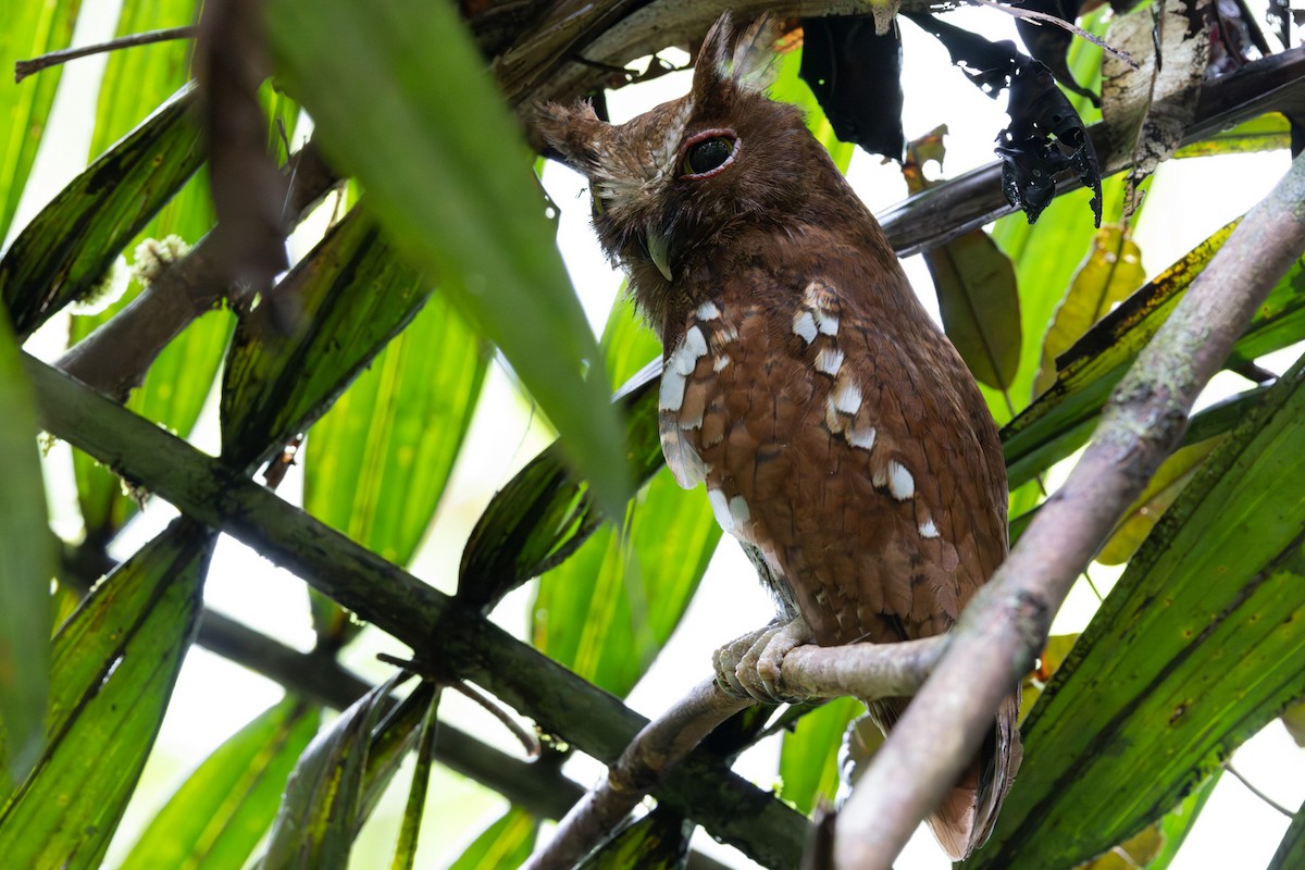 Choco Screech-Owl - ML633711841