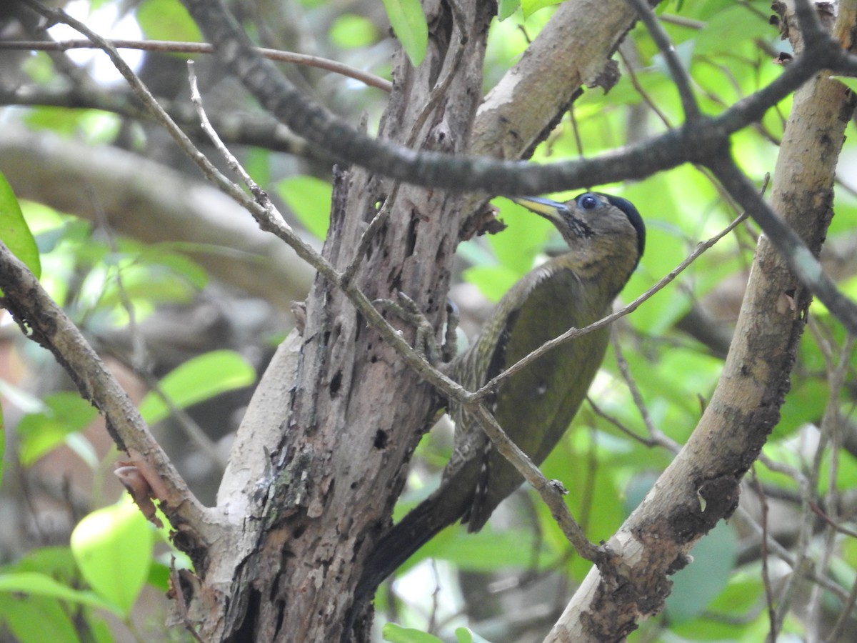 Streak-breasted Woodpecker - ML633711891
