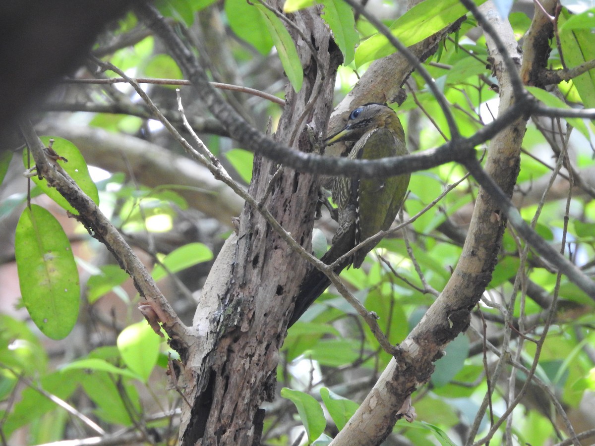 Streak-breasted Woodpecker - ML633711892