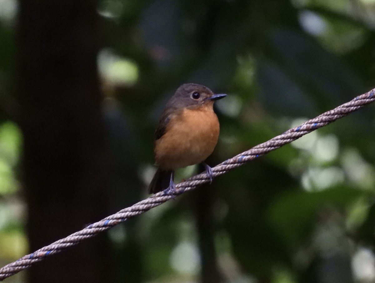 Dayak Blue Flycatcher - ML633711926