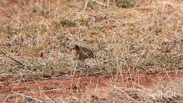 Common Babbler - ML633711927