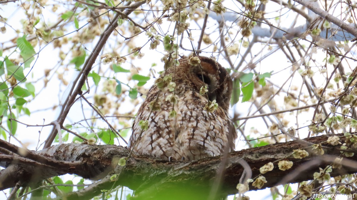 Tawny Owl - ML633711964