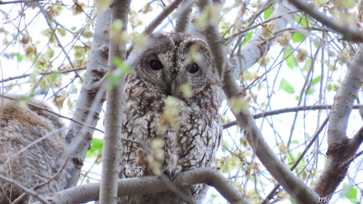 Tawny Owl - ML633711966