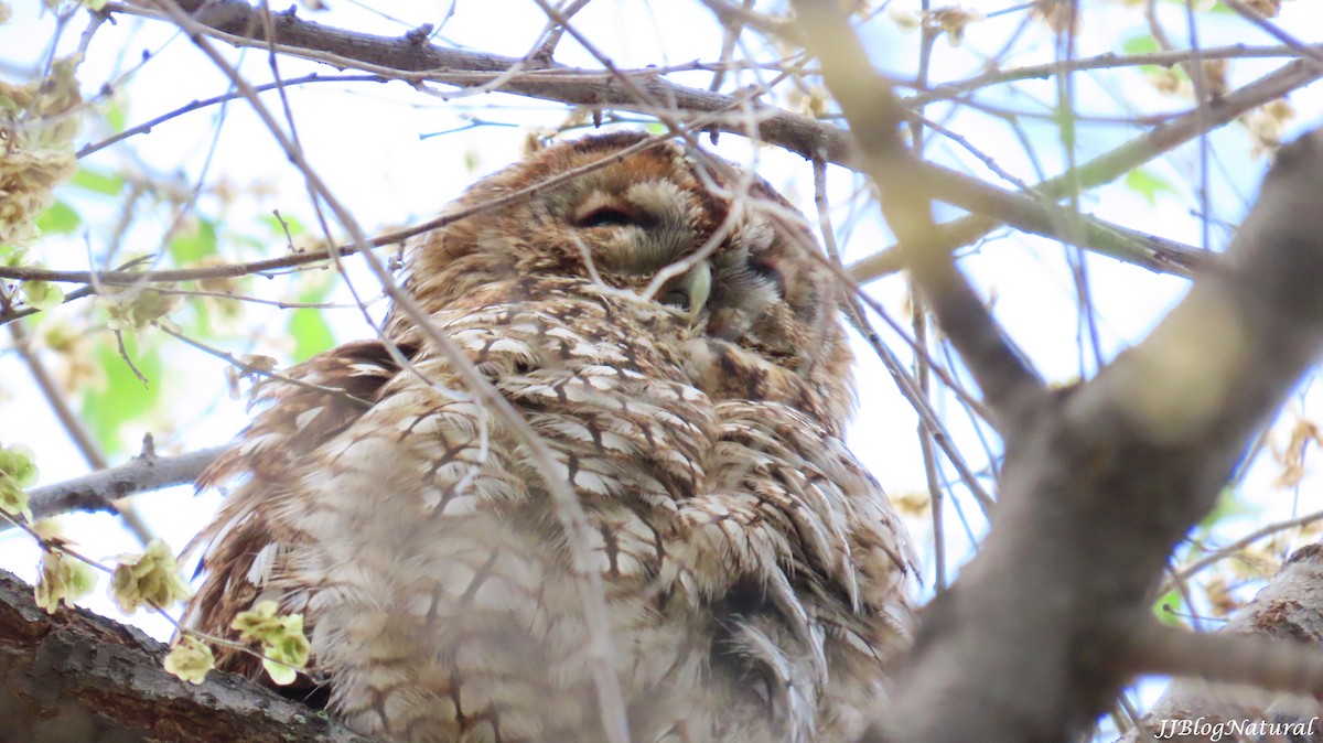 Tawny Owl - ML633711968