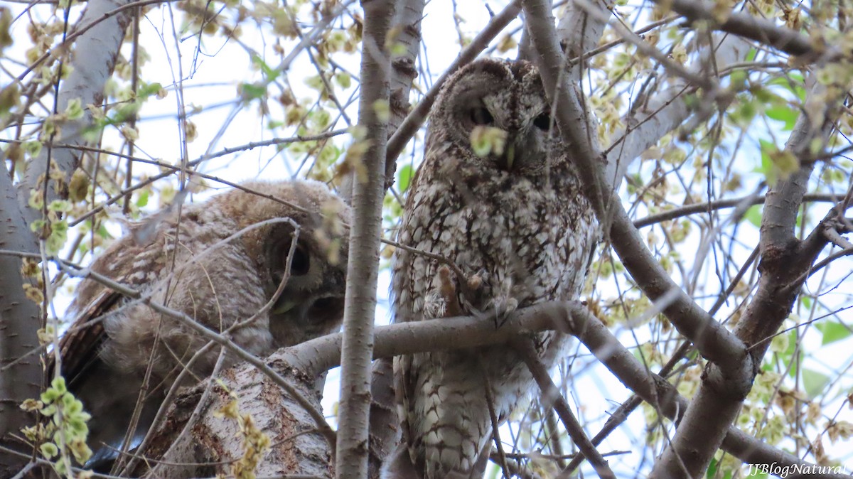Tawny Owl - ML633711969