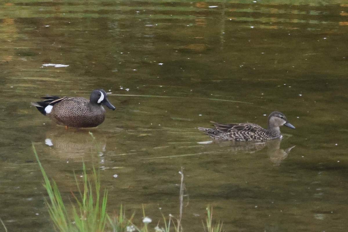 Blue-winged Teal - ML633711990