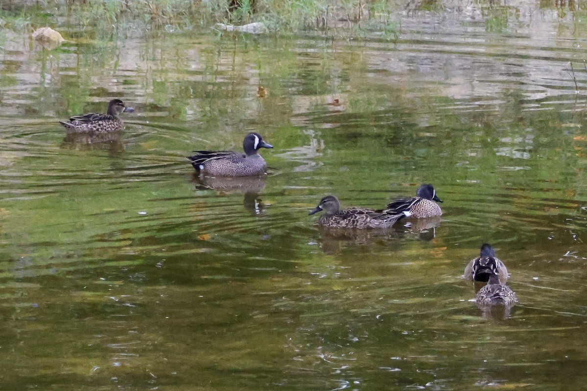 Blue-winged Teal - ML633711991