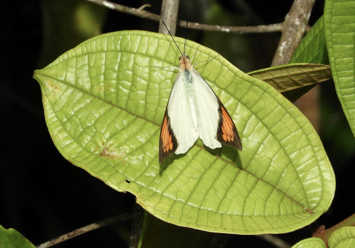Insects - ML633712038