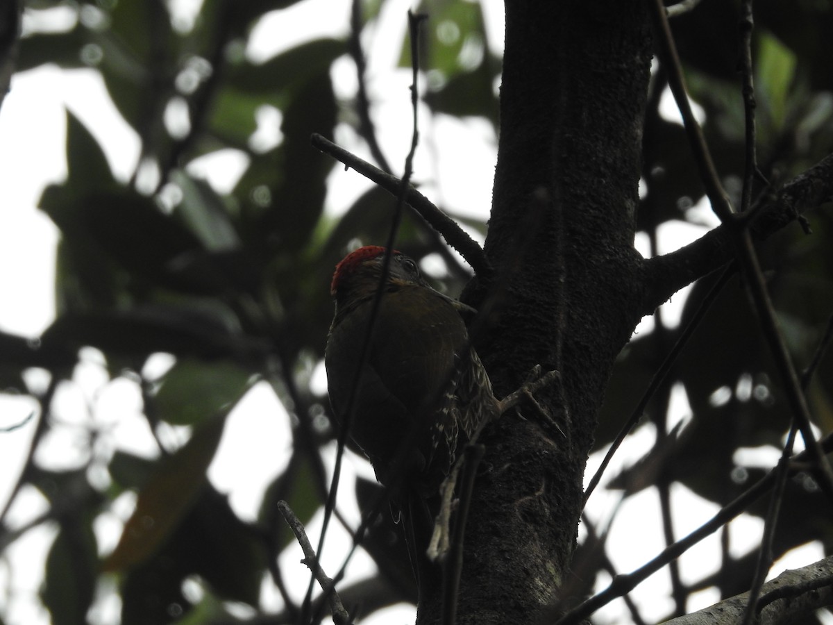 Streak-breasted Woodpecker - ML633712129