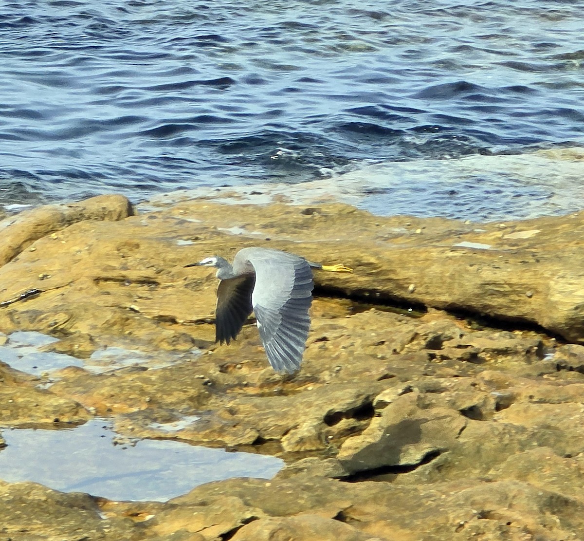 白臉鷺 - ML633712168