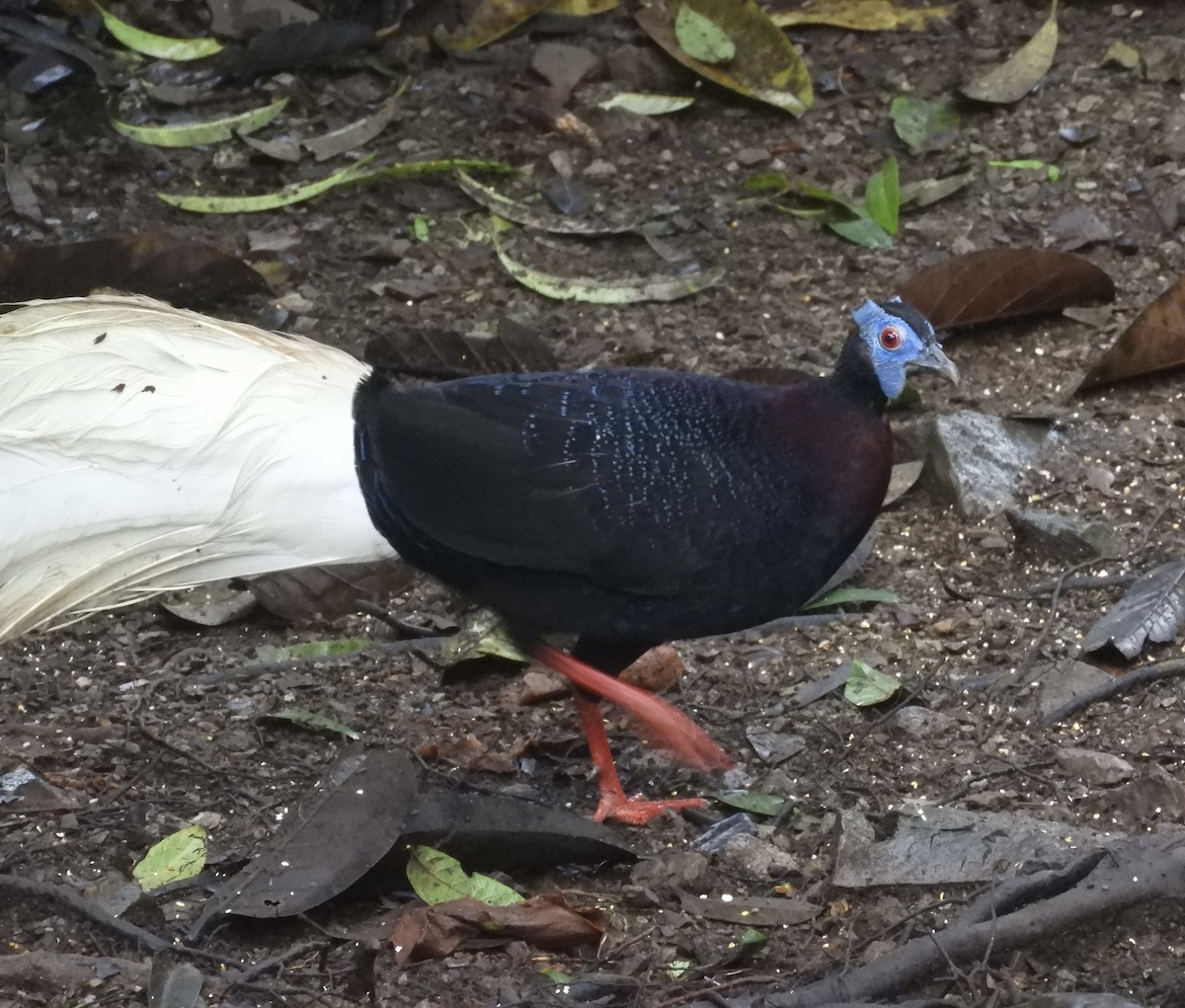 Bulwer's Pheasant - ML633712170