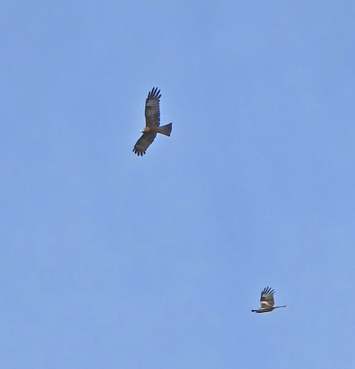 Square-tailed Kite - ML633712173