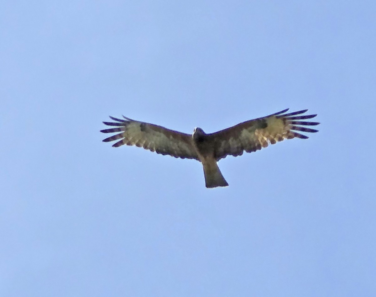 Square-tailed Kite - ML633712174