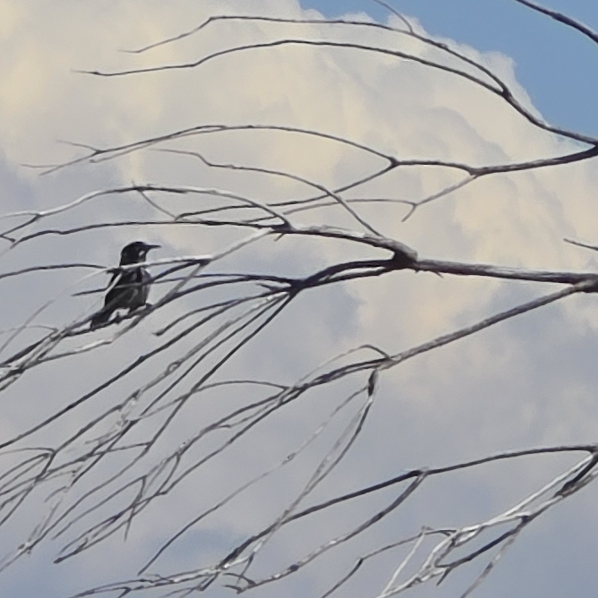 New Holland Honeyeater - ML633712182