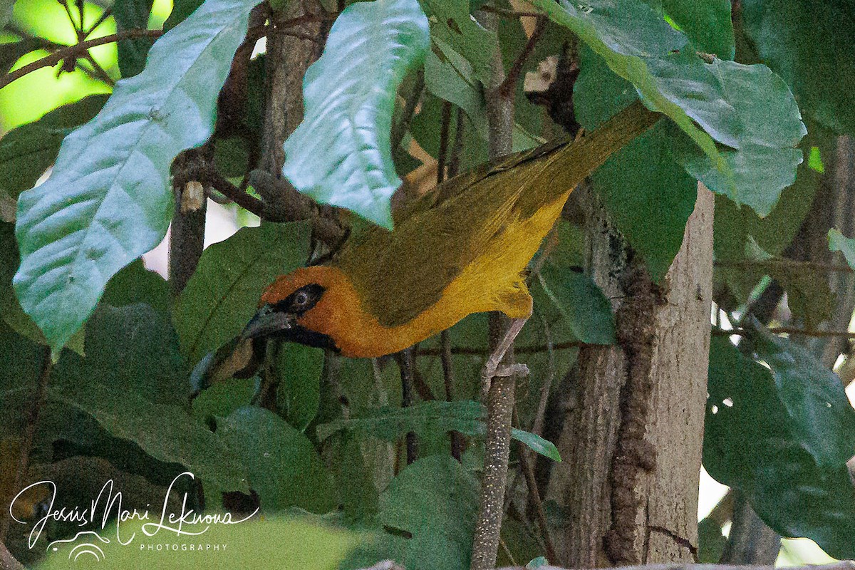 Olive-naped Weaver - ML633712217
