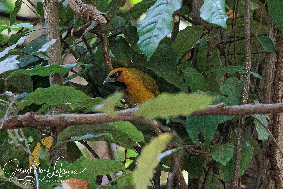 Olive-naped Weaver - ML633712235