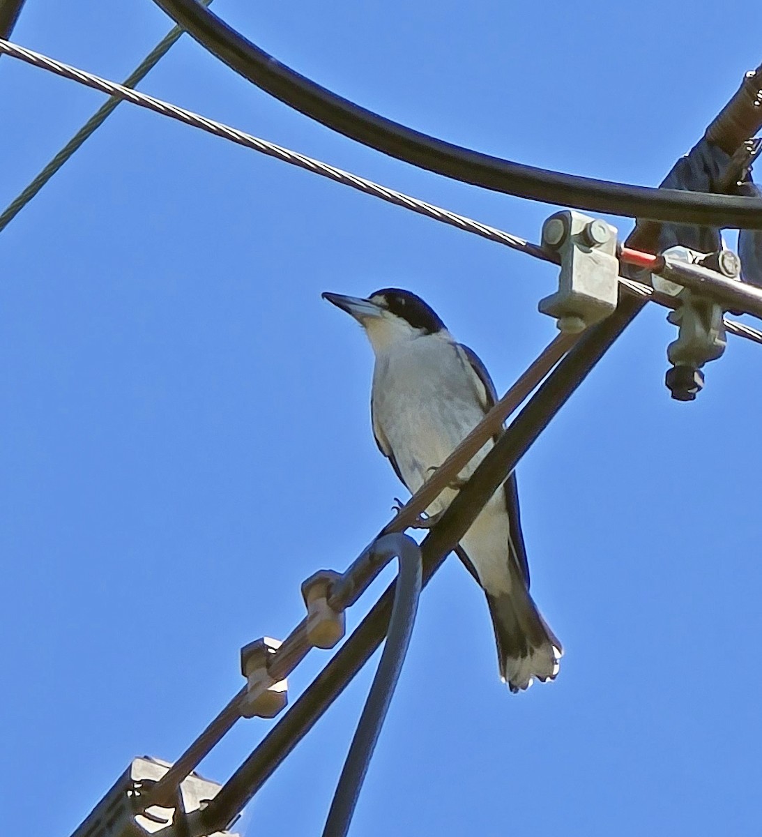 Gray Butcherbird - ML633712242