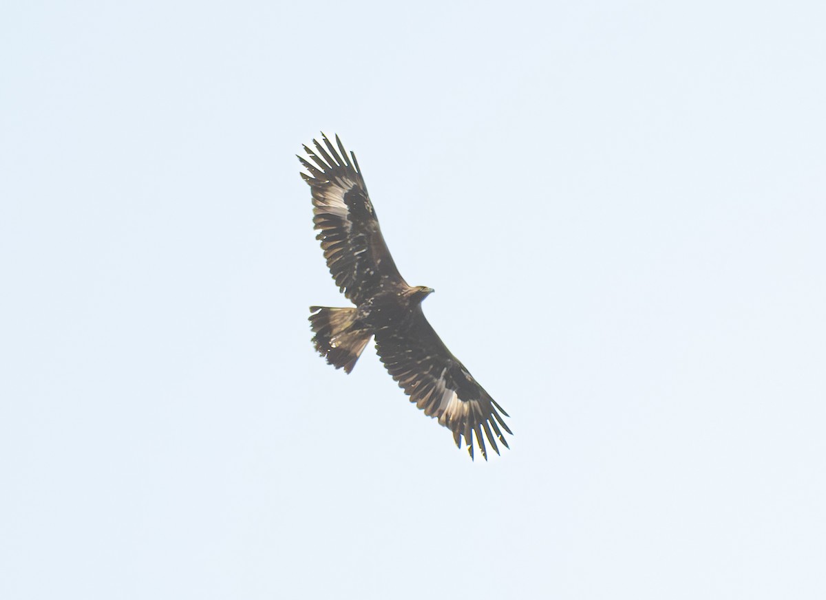 Golden Eagle - ML633712278