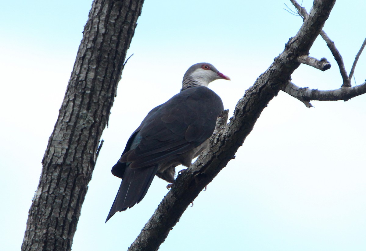 White-headed Pigeon - ML63371231