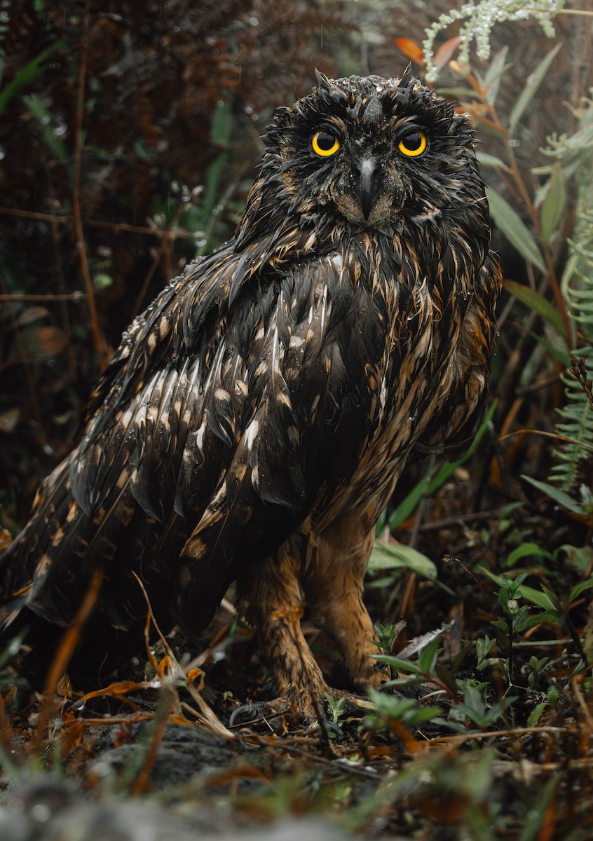Short-eared Owl - ML633712346