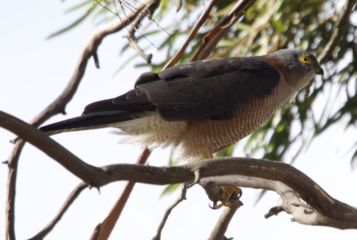 Collared Sparrowhawk - ML633712348