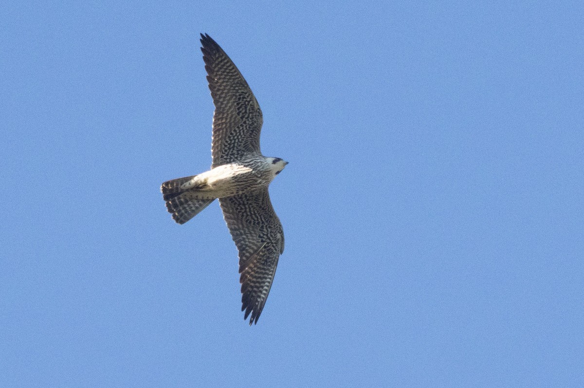 Falco pellegrino (calidus/tundrius) - ML633712377