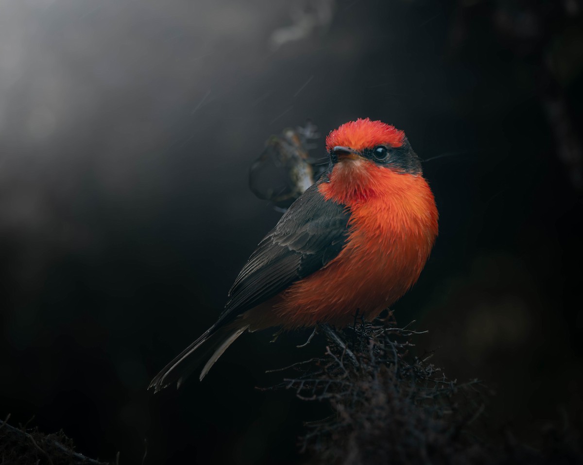 Brujo Flycatcher - ML633712384