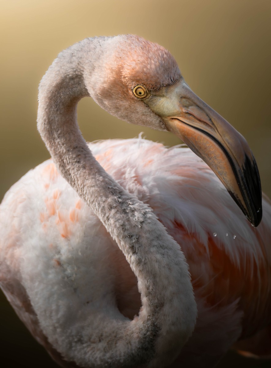 American Flamingo - ML633712417