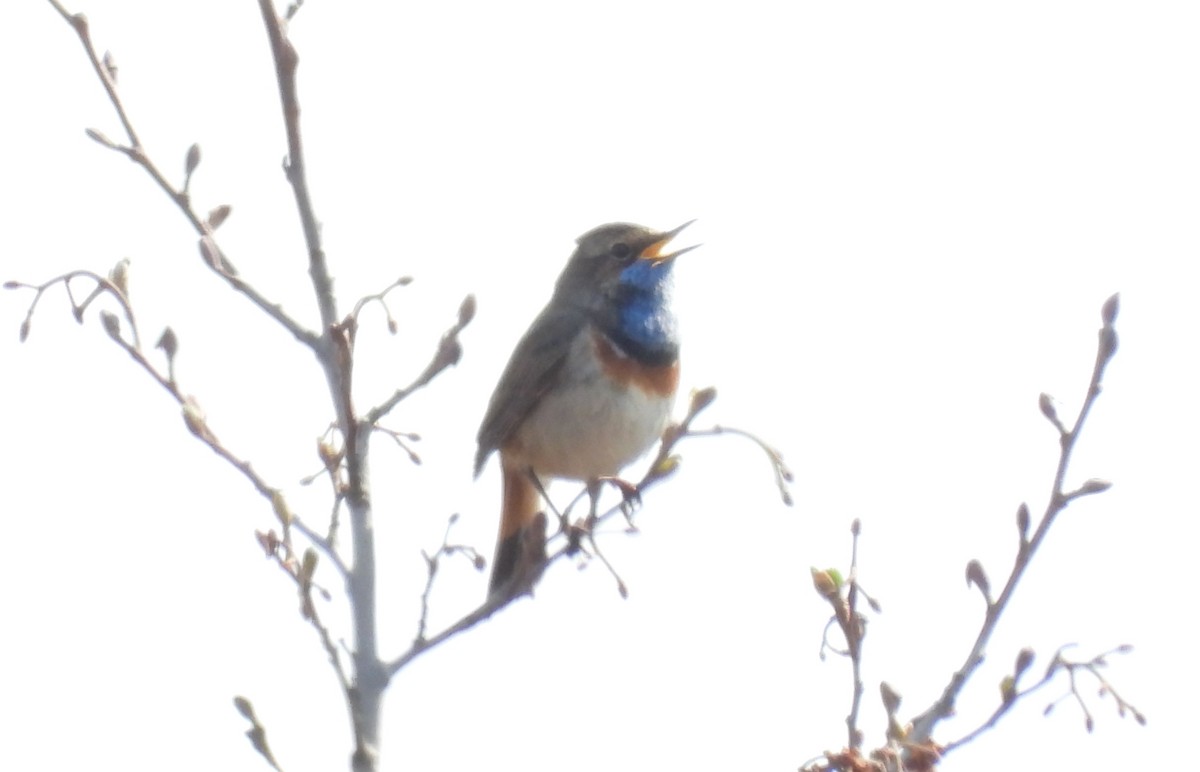 Bluethroat - ML633712446
