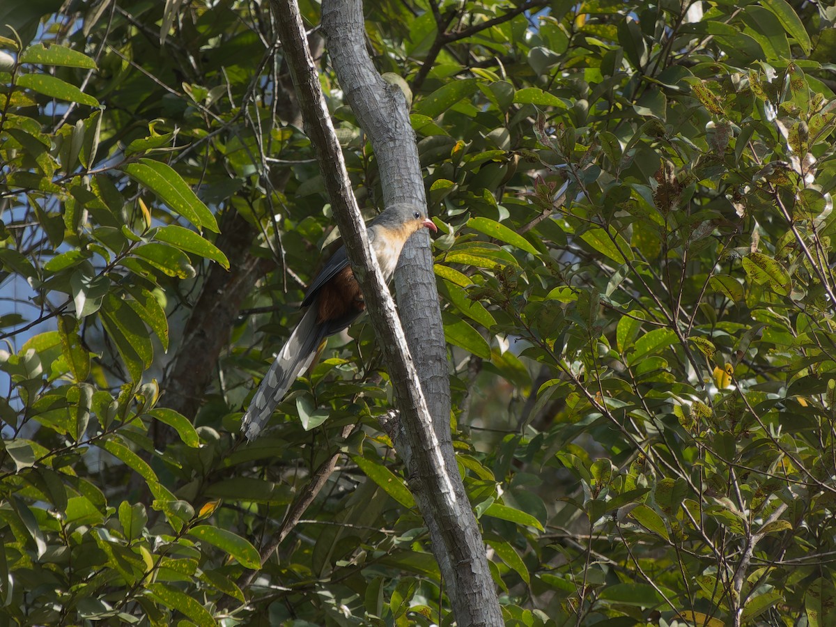 Red-billed Malkoha - ML633712450