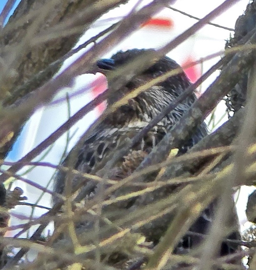 Little Wattlebird - ML633712475
