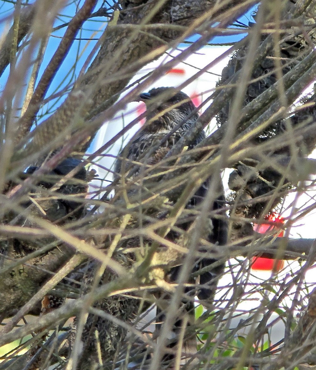 Little Wattlebird - ML633712476