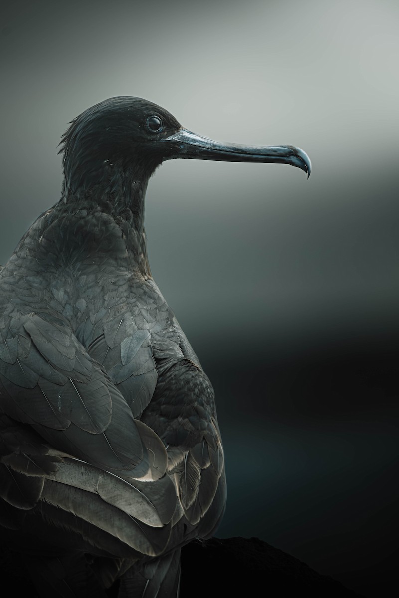 Magnificent Frigatebird - ML633712490