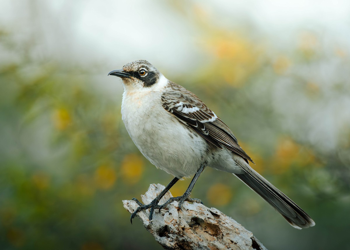 Galapagos Mockingbird - ML633712513