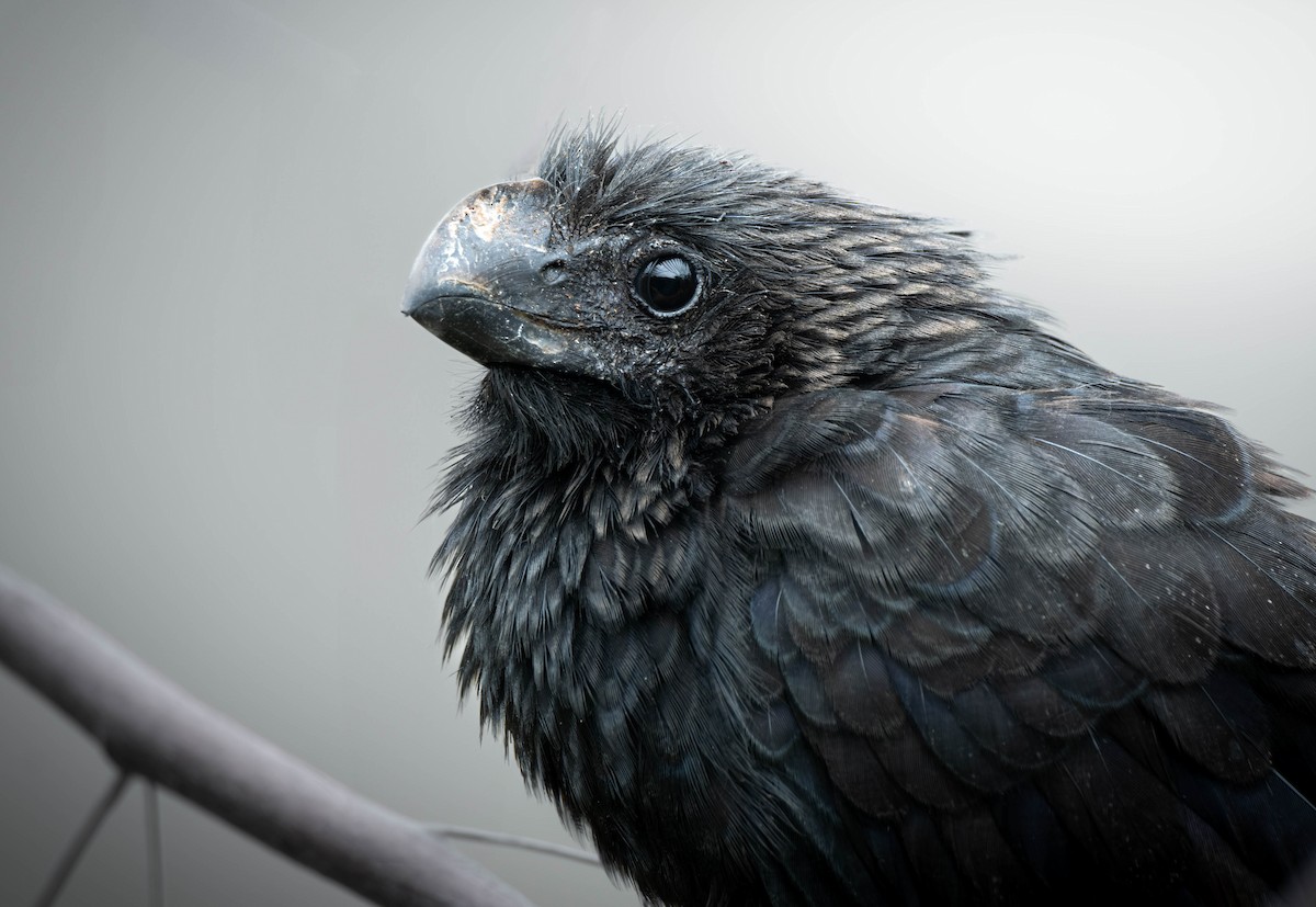Smooth-billed Ani - ML633712514