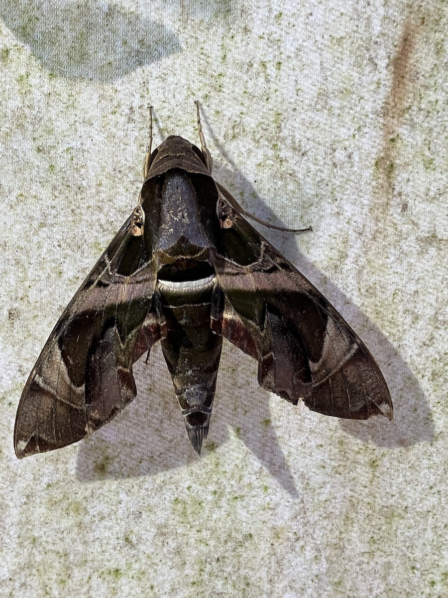 Insects - ML633712567