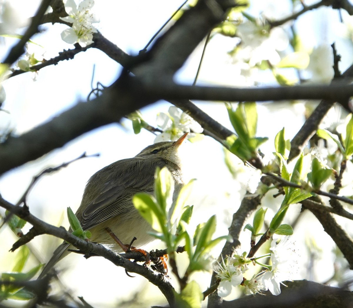 Willow Warbler - ML633712628