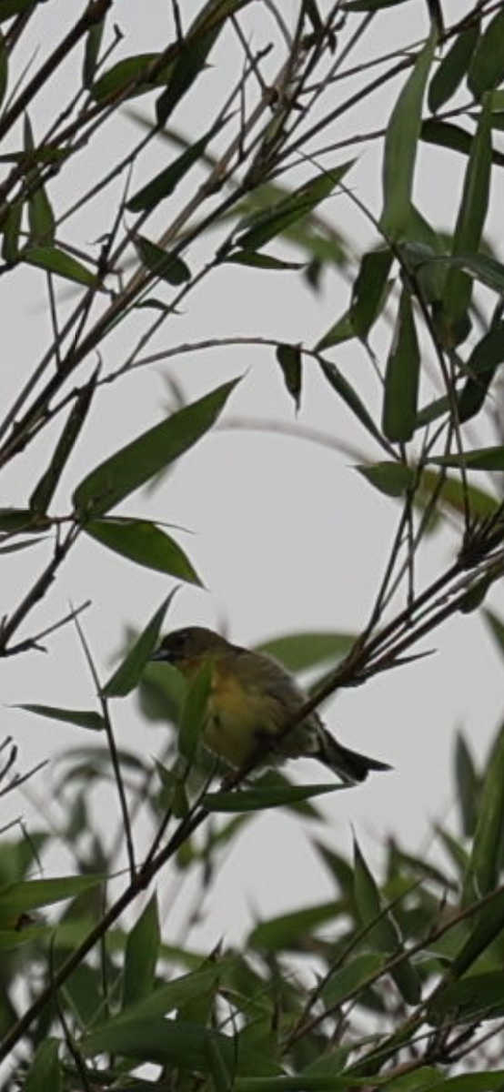 Yellow Bunting - ML633712682