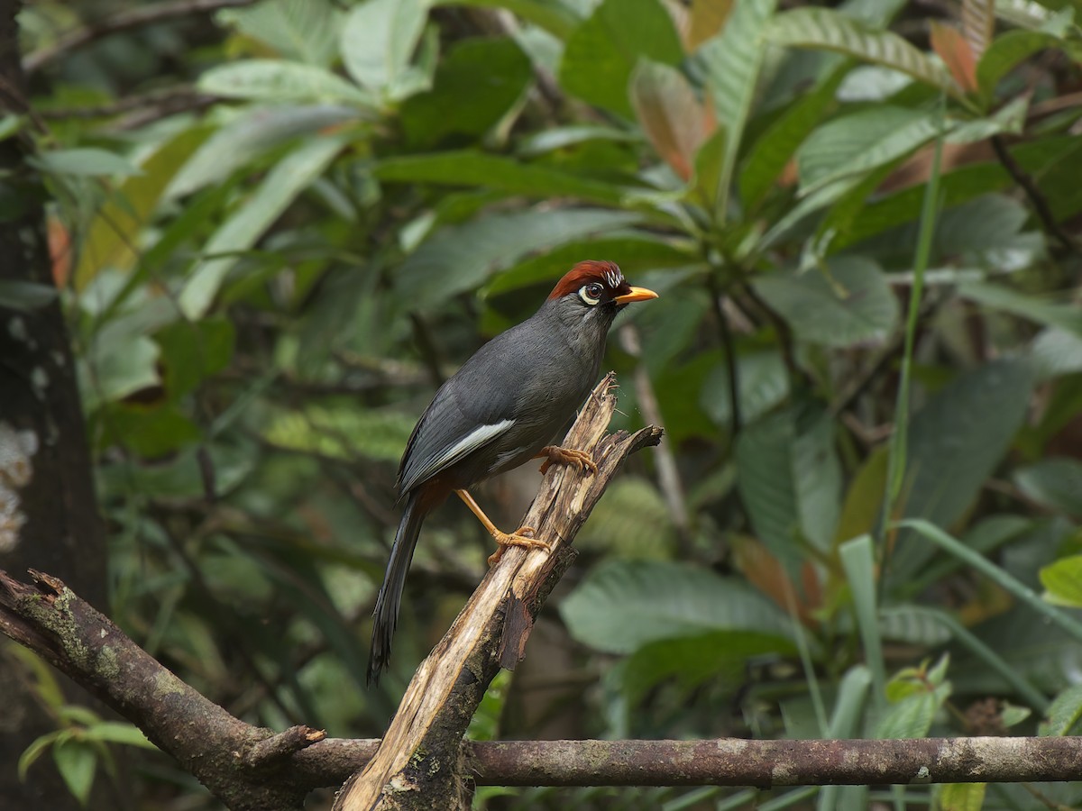 Chestnut-capped Laughingthrush - ML633712686