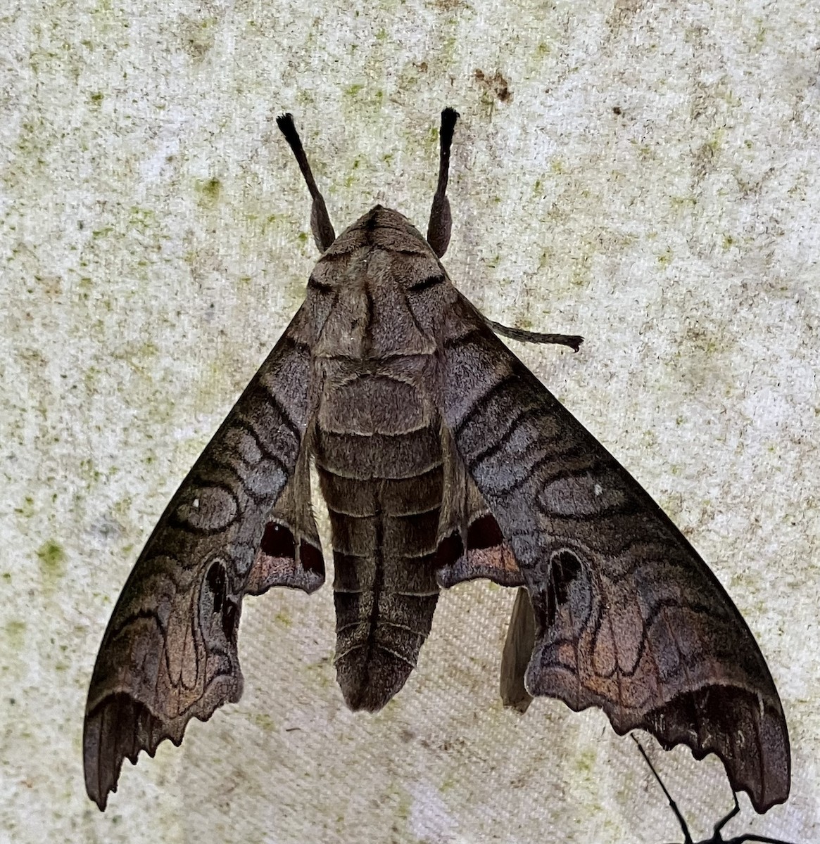 Insects - ML633712720