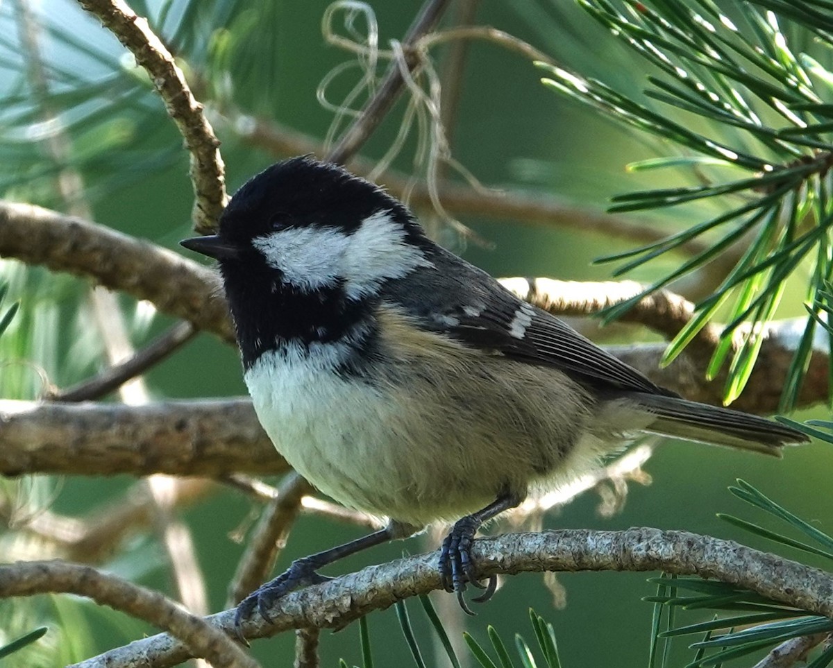 Coal Tit - ML633712733