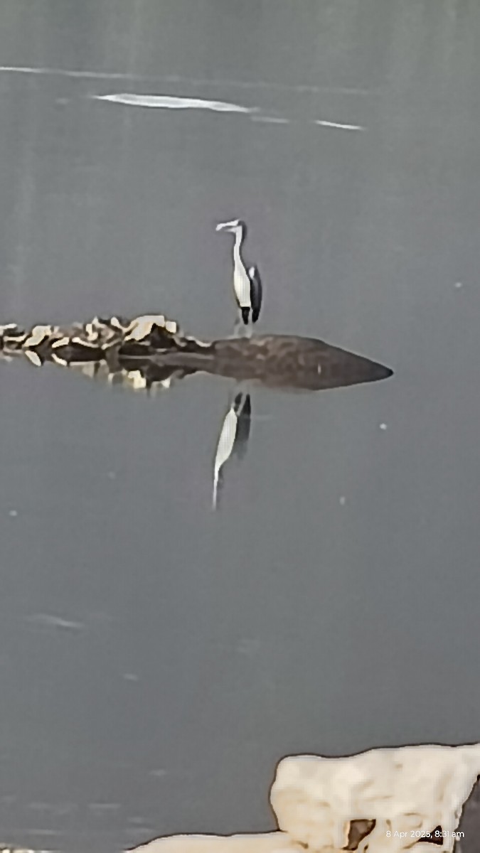 zejozob asijský - ML633712747