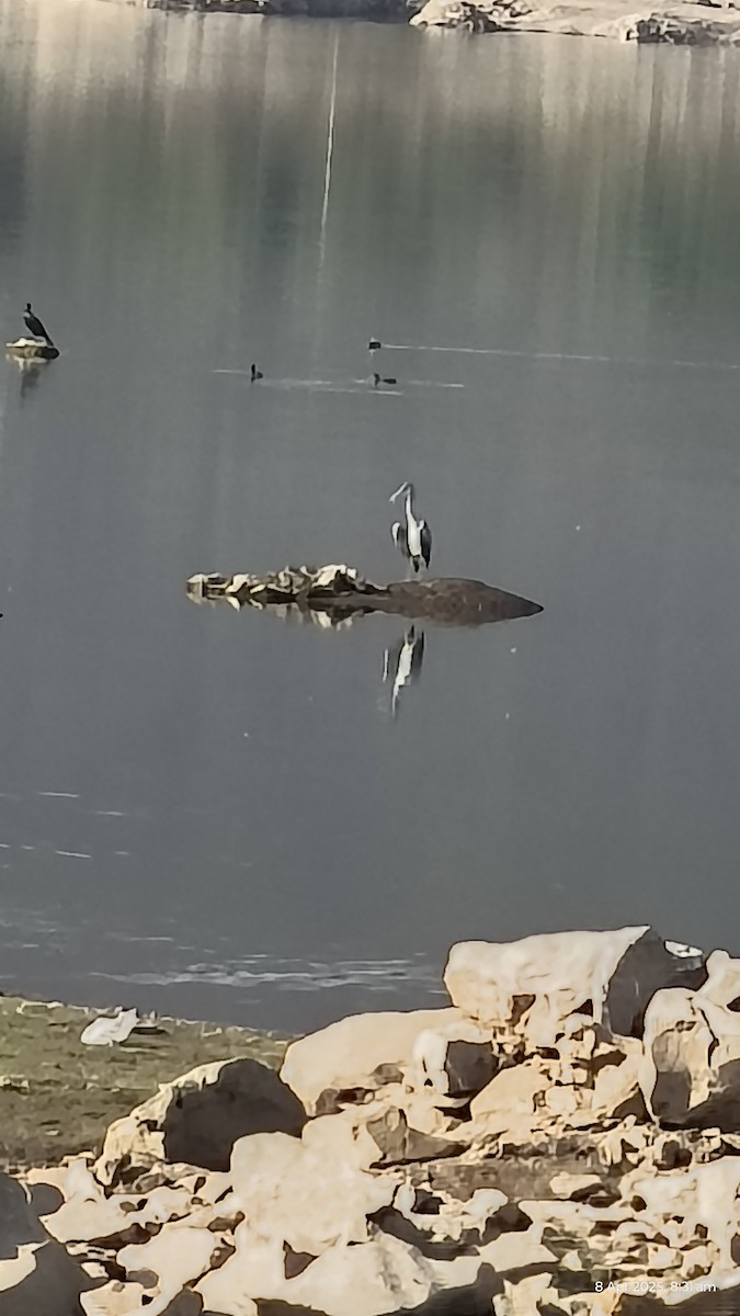 zejozob asijský - ML633712755