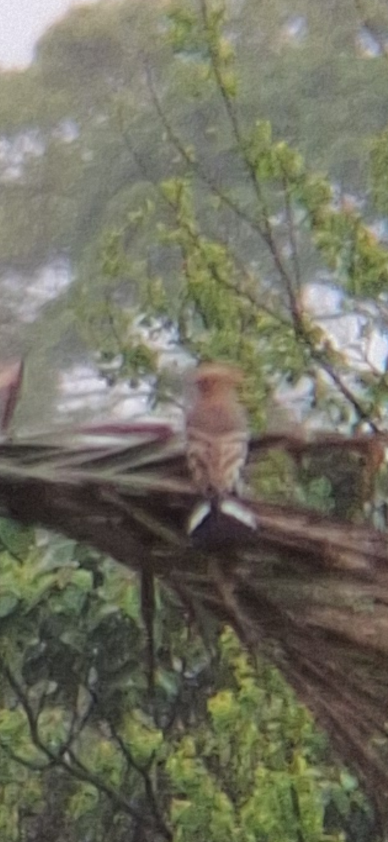Common Hoopoe - ML633712787